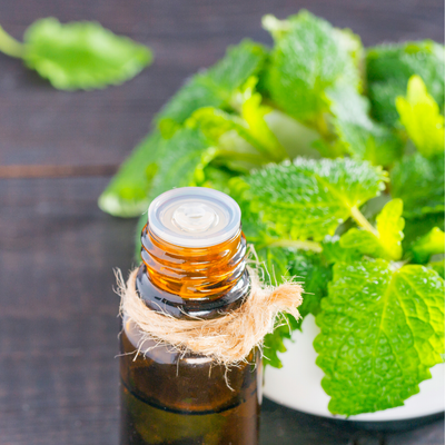 Spearmint Essential Oil Uses and Benefits