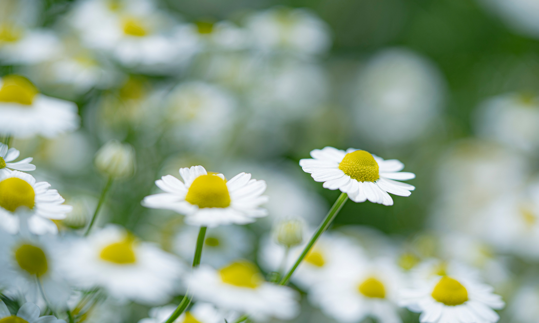 The Wonderful Benefits of Blue German Chamomile – Spark Naturals