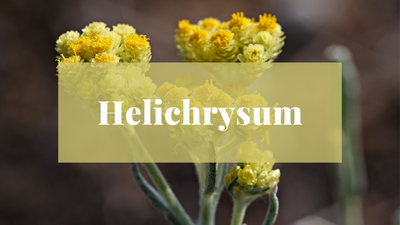 Helichrysum Essential Oil Uses and Benefits
