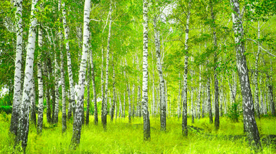 The Magical Properties of Birch Oil